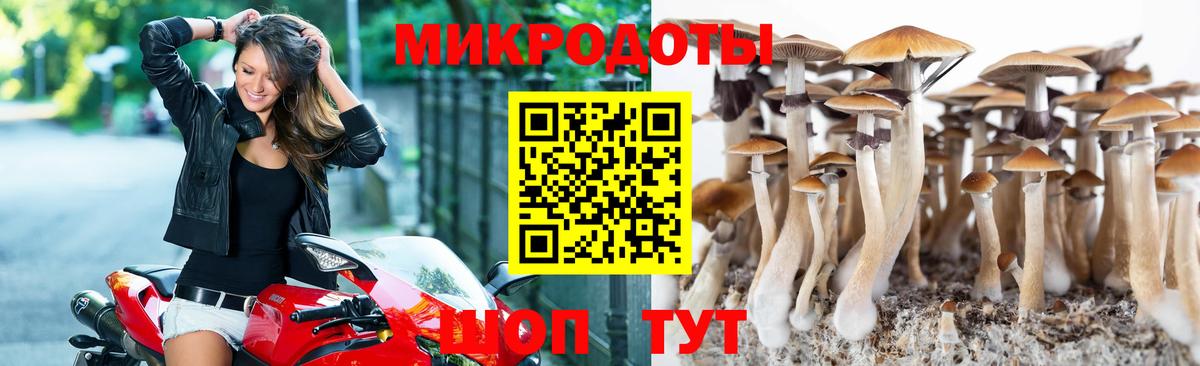 Галлюциногенные грибы Psilocybe Нижнеудинск