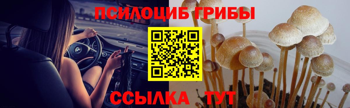 Нижнеудинск  Псилоцибиновые грибы прущие грибы  Вход с VPN  Псилоцибиновые грибы Magic Shrooms 